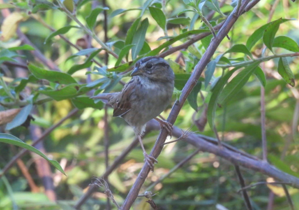 Swamp Sparrow - ML610614811