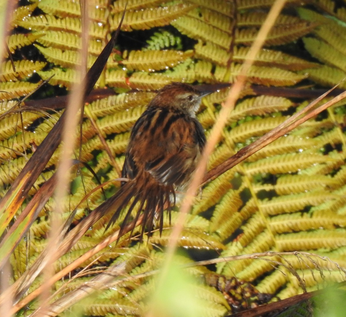 Papuan Grassbird - ML610615010