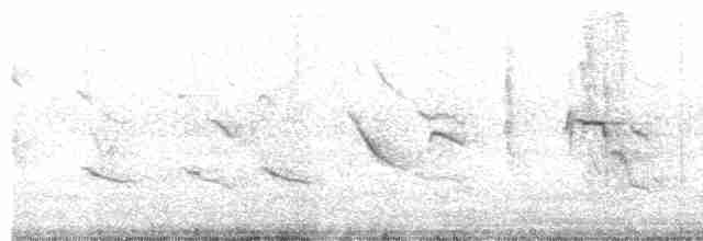 Sporophile des marais - ML610615014
