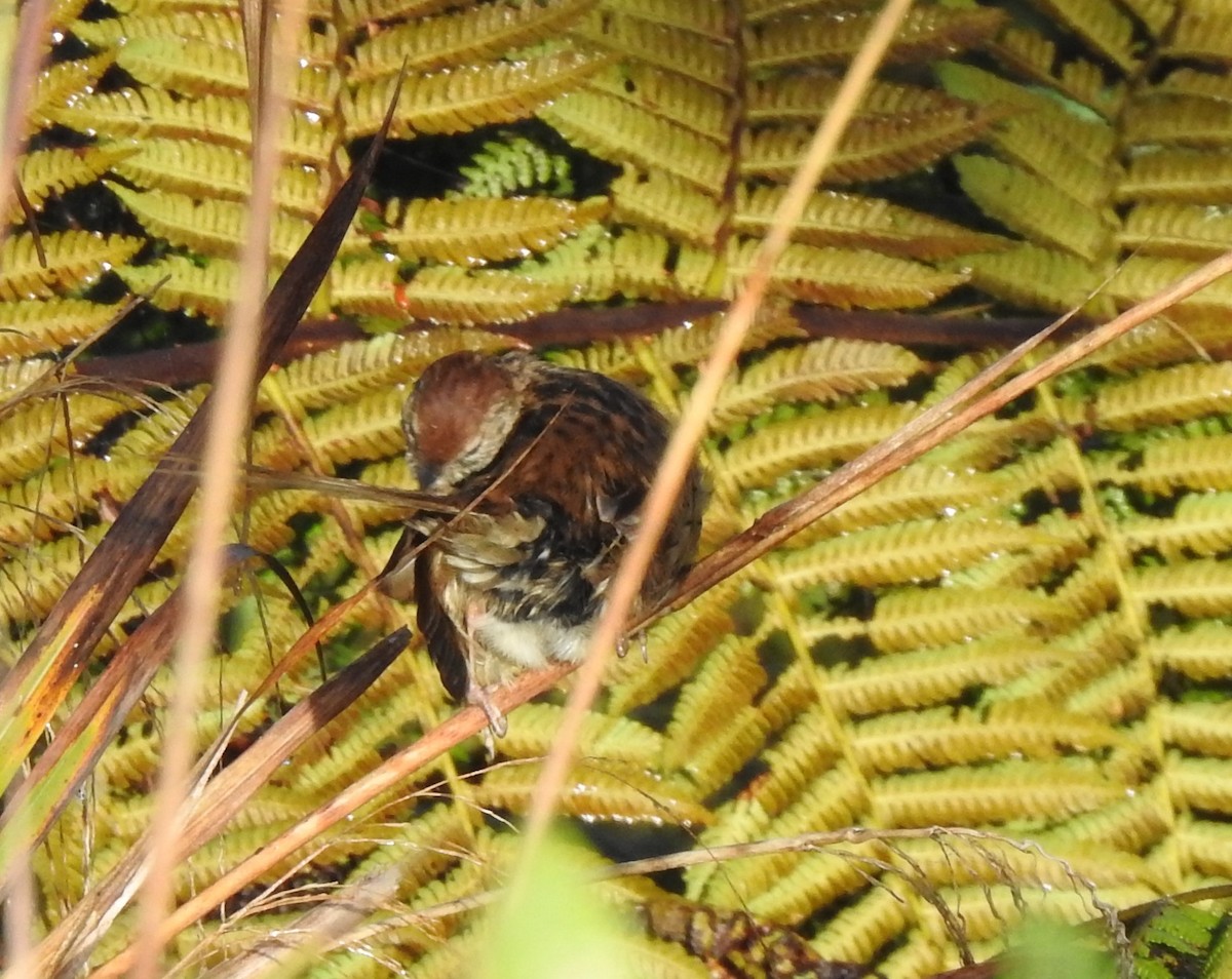 Papuan Grassbird - ML610615036
