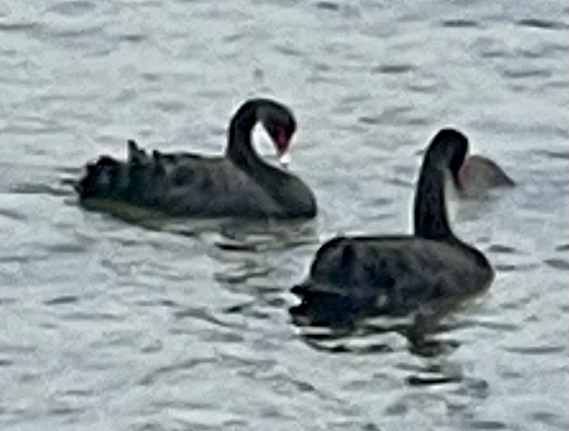 Black Swan - ML610615041