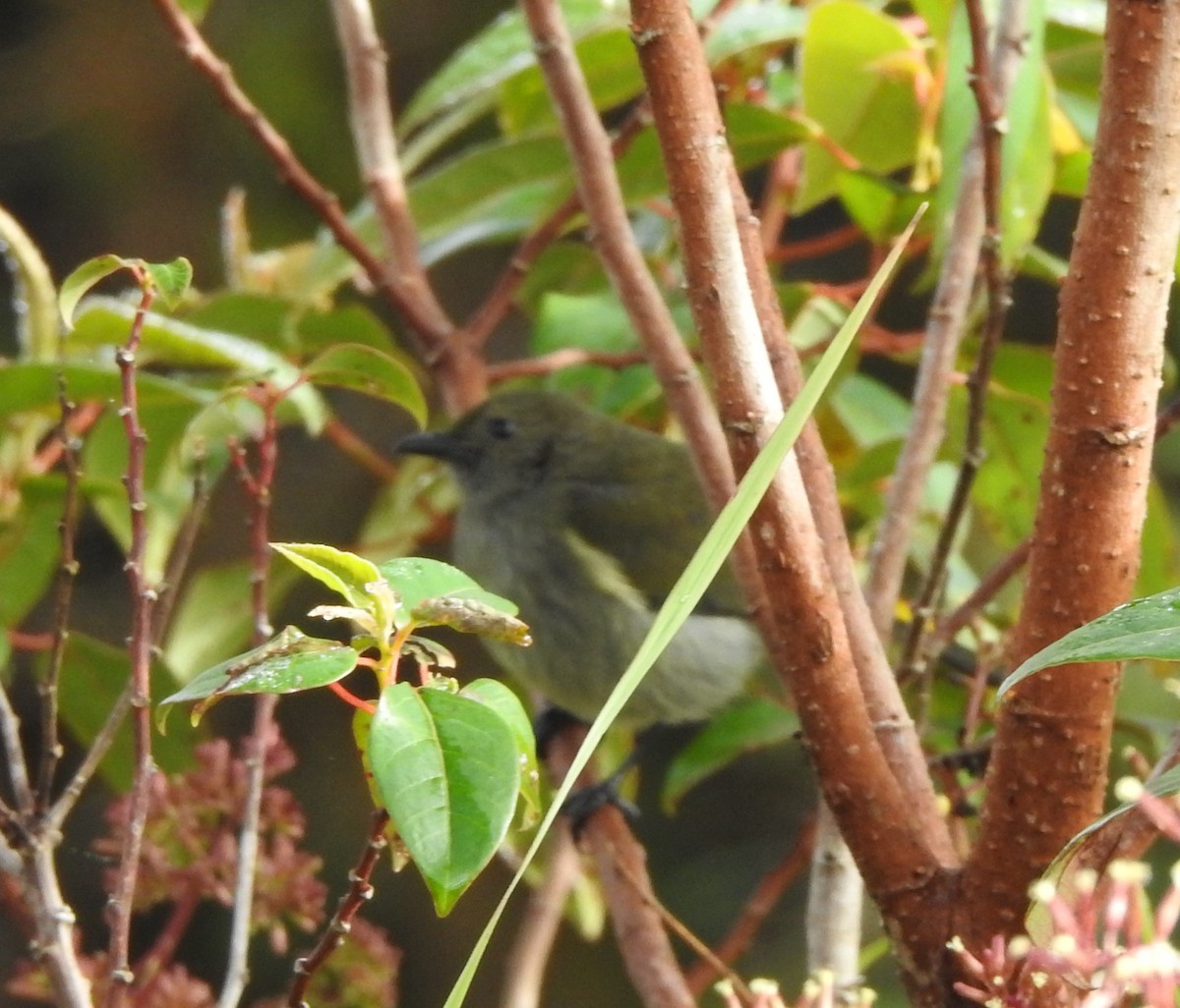 Fan-tailed Berrypecker - marti ikehara