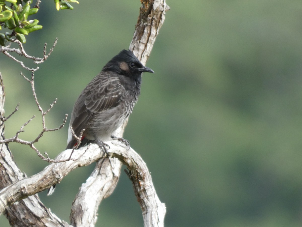 Red-vented Bulbul - ML610615748