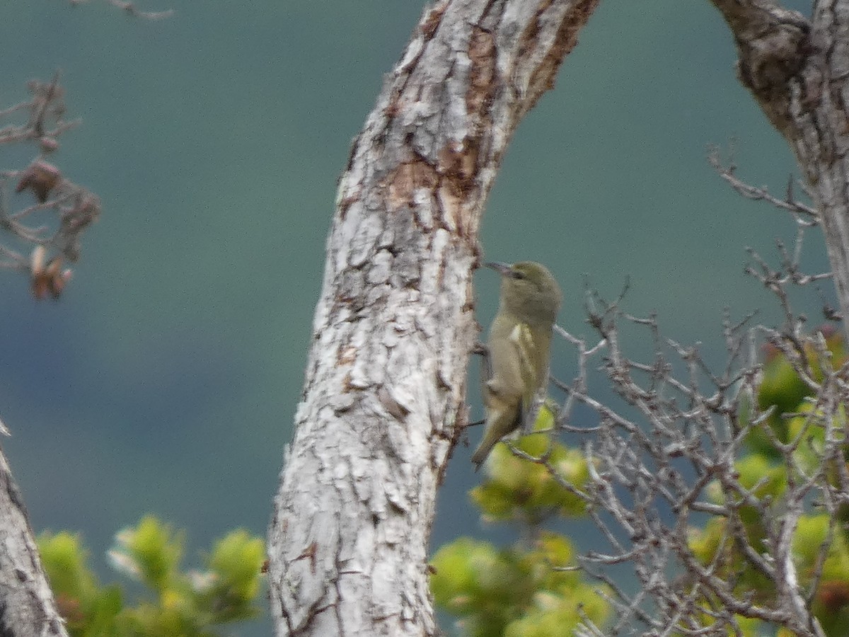Oahu-Amakihikleidervogel - ML610615777