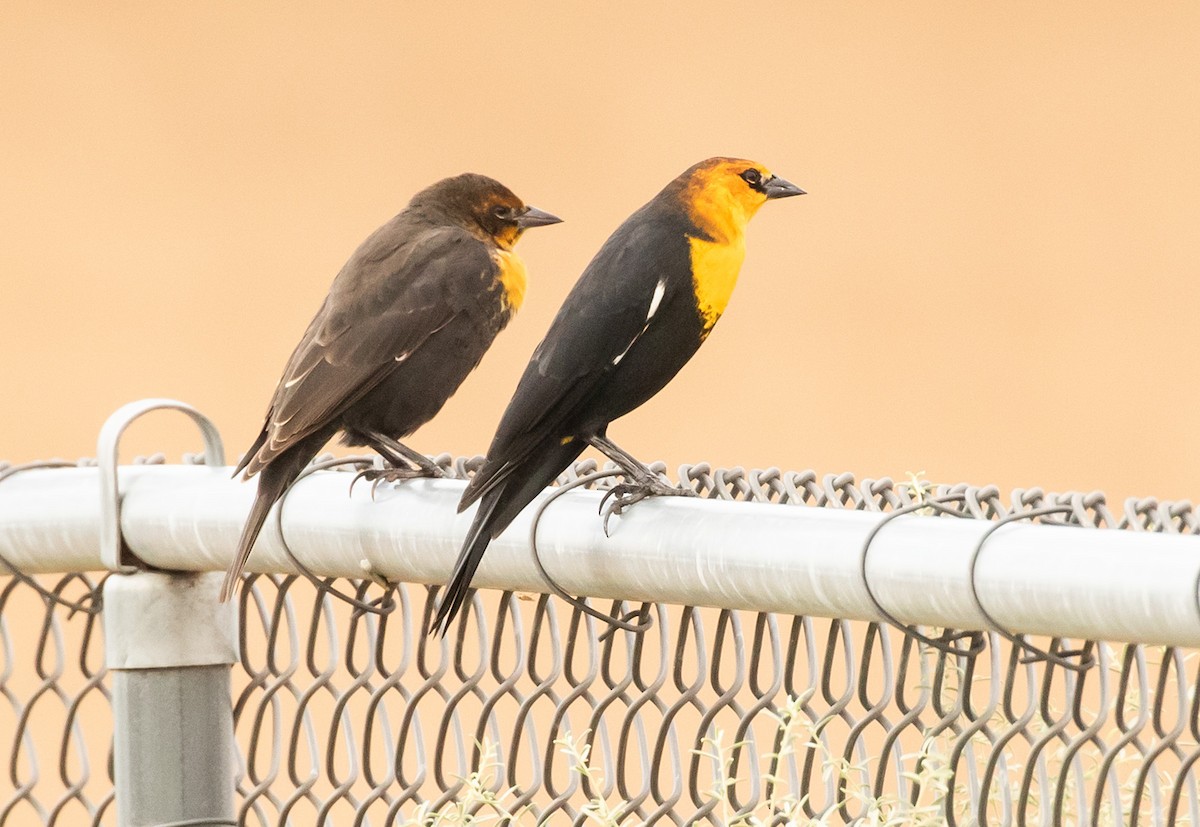 Yellow-headed Blackbird - ML610615898