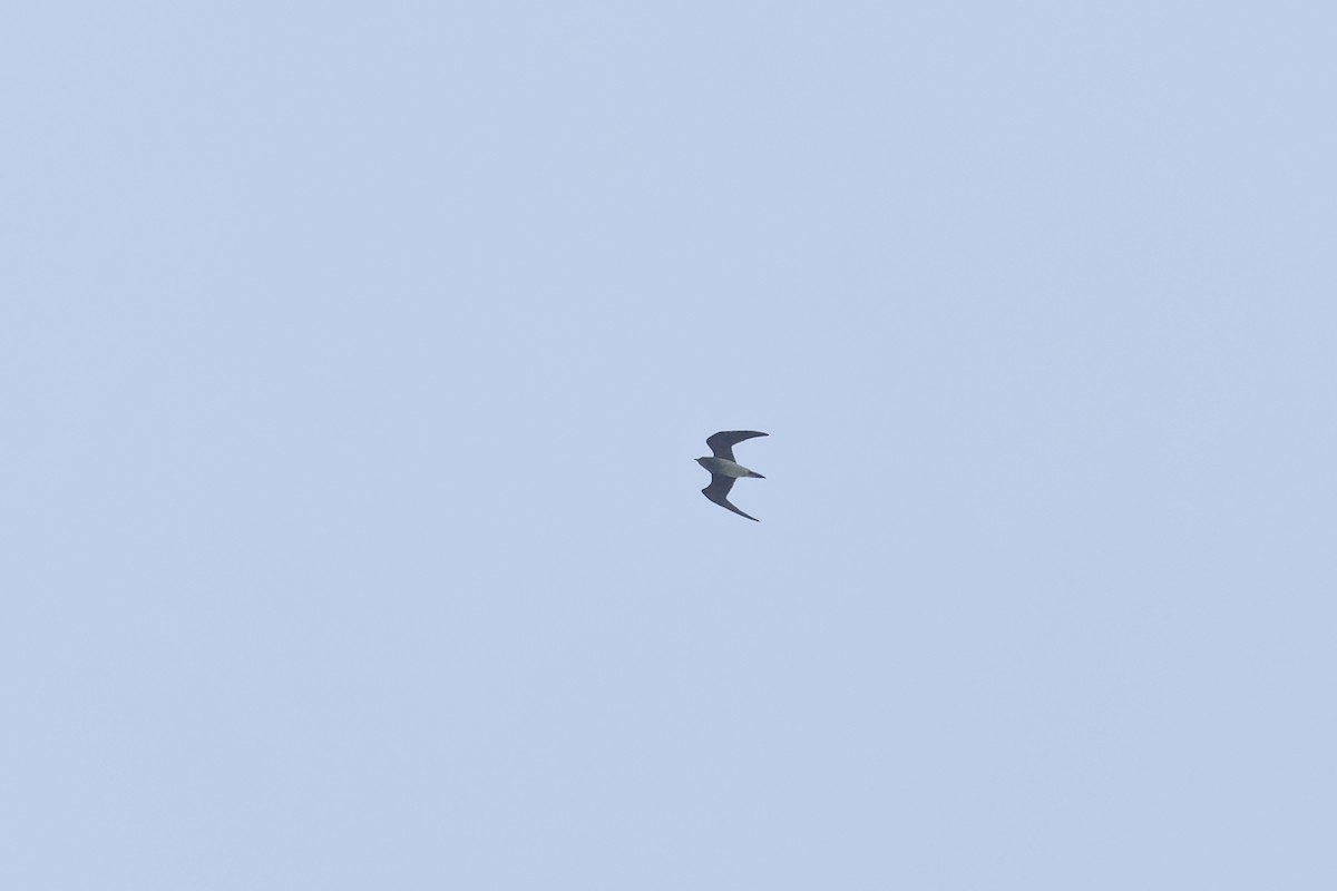 燕鴴 - ML610616010
