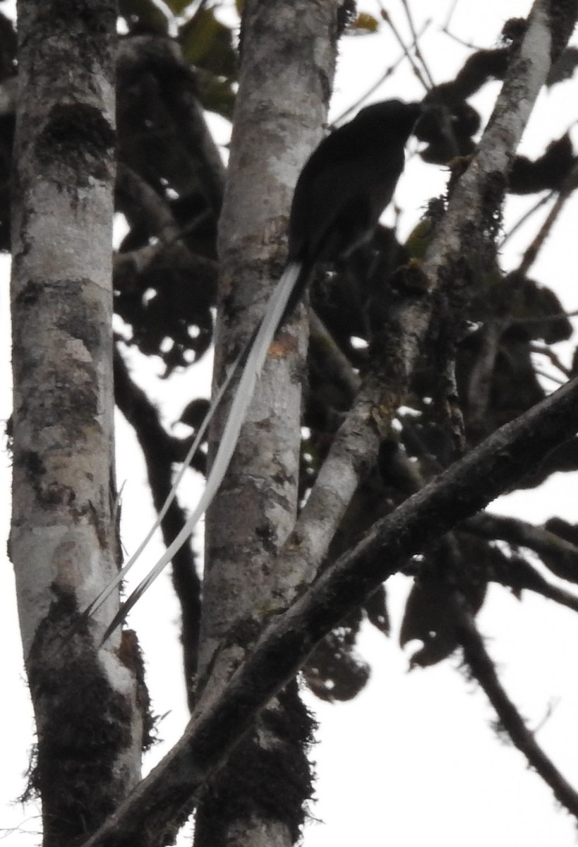 Ribbon-tailed Astrapia - marti ikehara