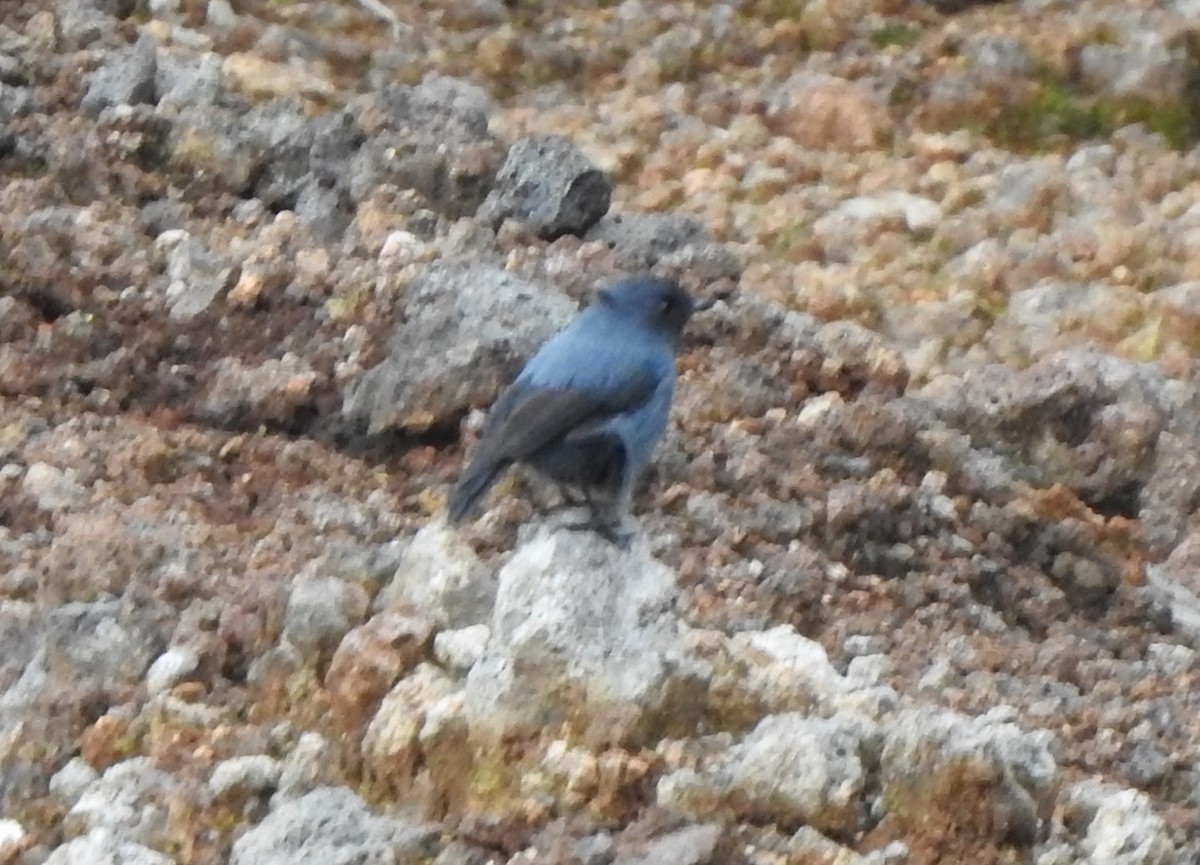 Blue-gray Robin - ML610616130