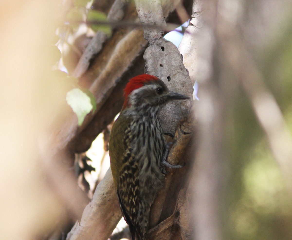 Abyssinian Woodpecker - ML610616689