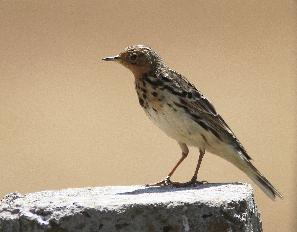 Red-throated Pipit - William Price