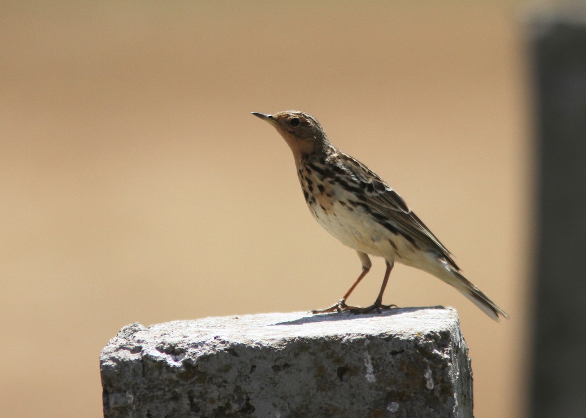 Red-throated Pipit - ML610616850