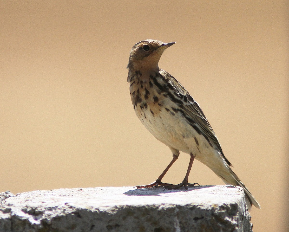 Red-throated Pipit - ML610616853