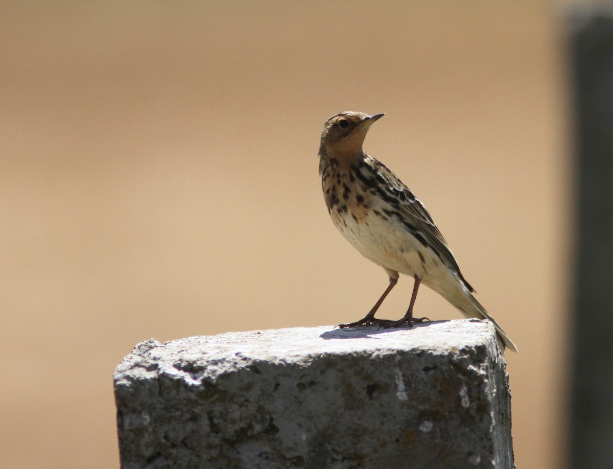 Red-throated Pipit - ML610616857