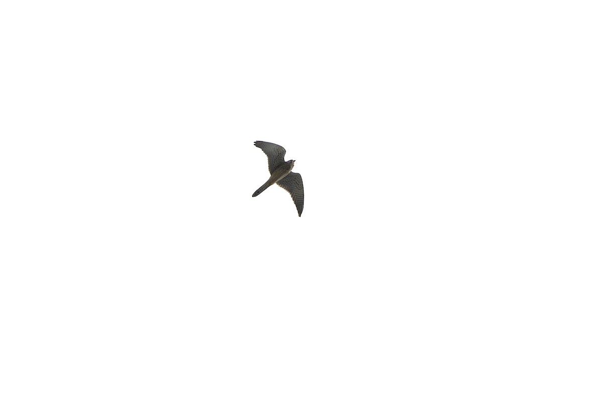 Eurasian Kestrel (Eurasian) - ML610616871