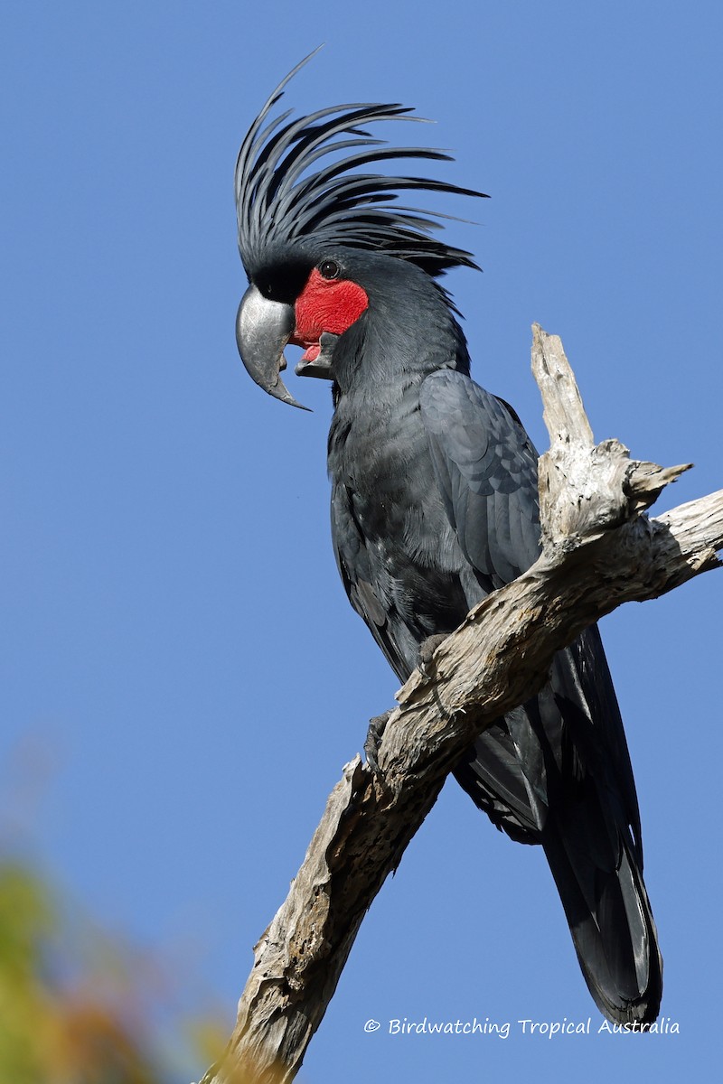 Palm Cockatoo - Doug Herrington || Birdwatching Tropical Australia Tours