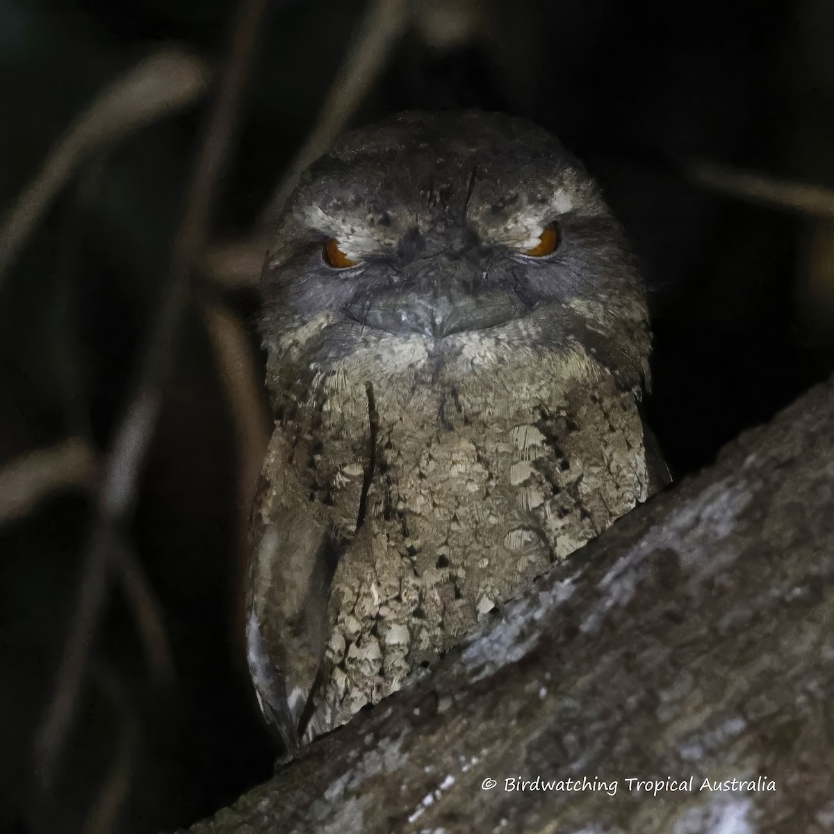 Marbled Frogmouth - ML610617085