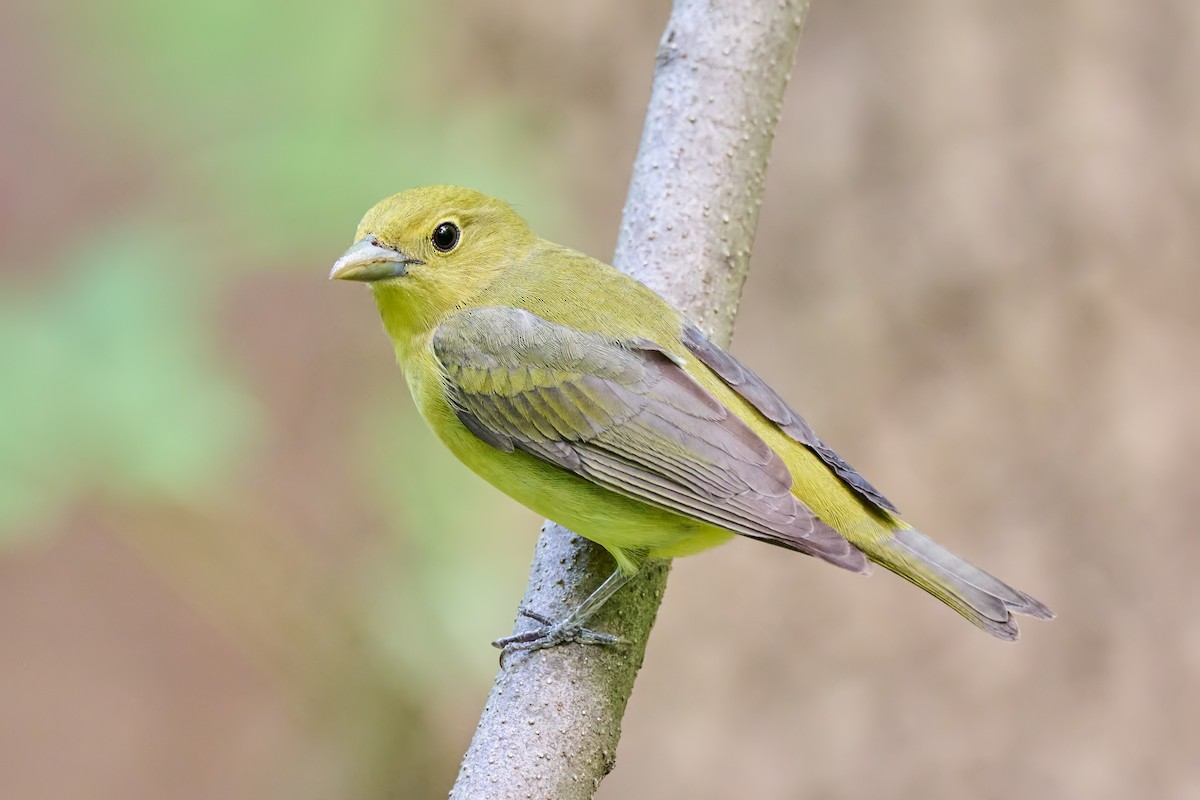 Scarlet Tanager - ML610617109