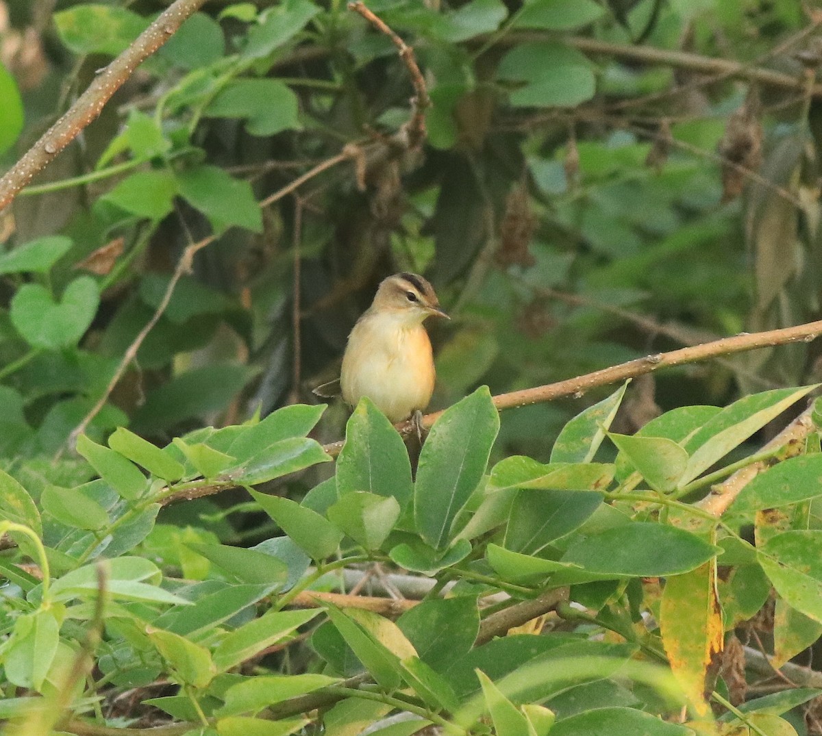Black-browed Reed Warbler - Afsar Nayakkan