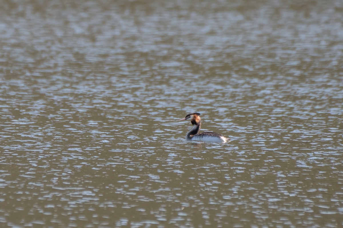 Great Crested Grebe - ML610617471