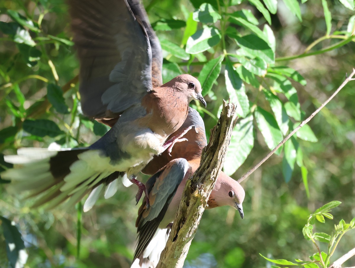 Laughing Dove - ML610617889