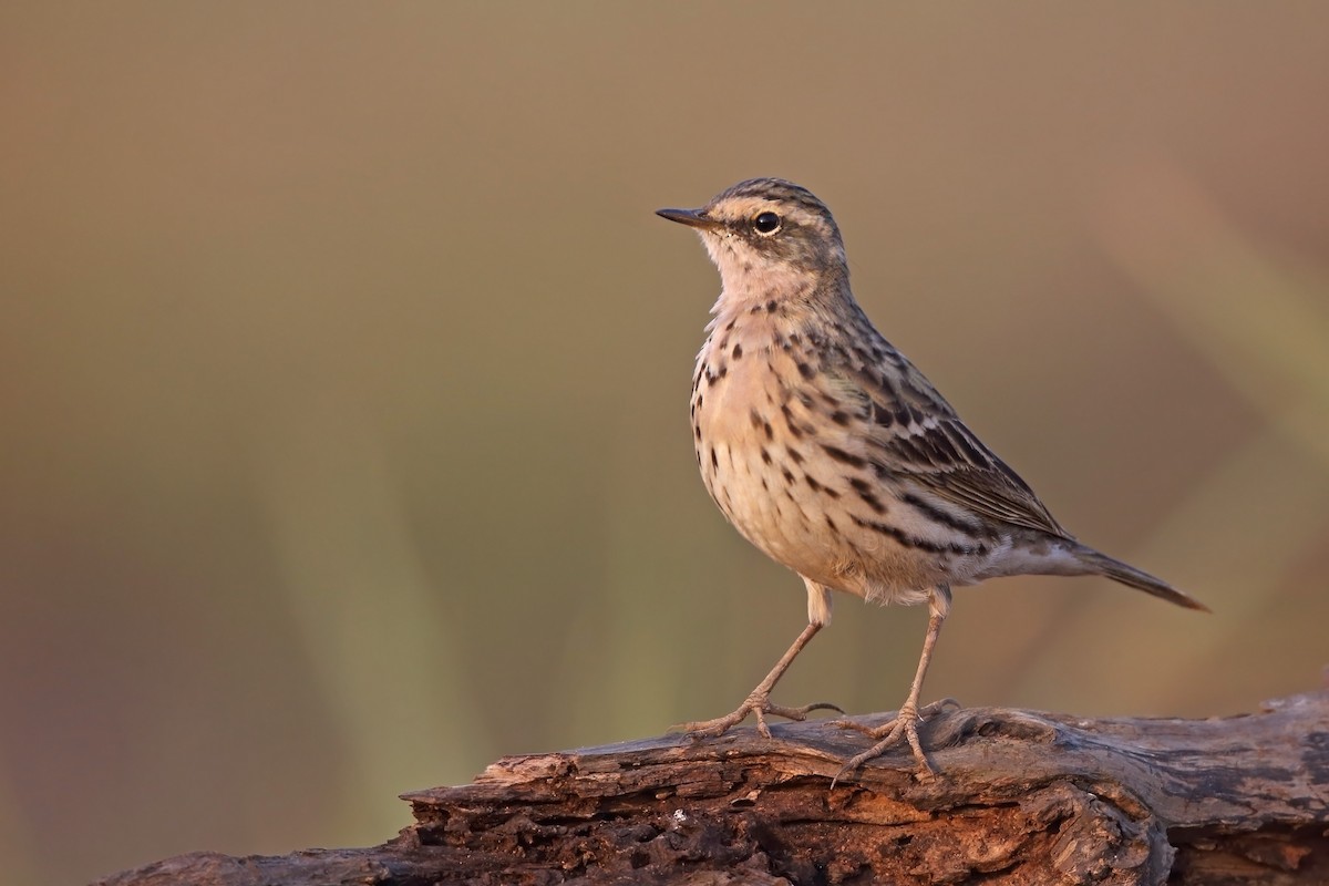 Rosy Pipit - ML610618035