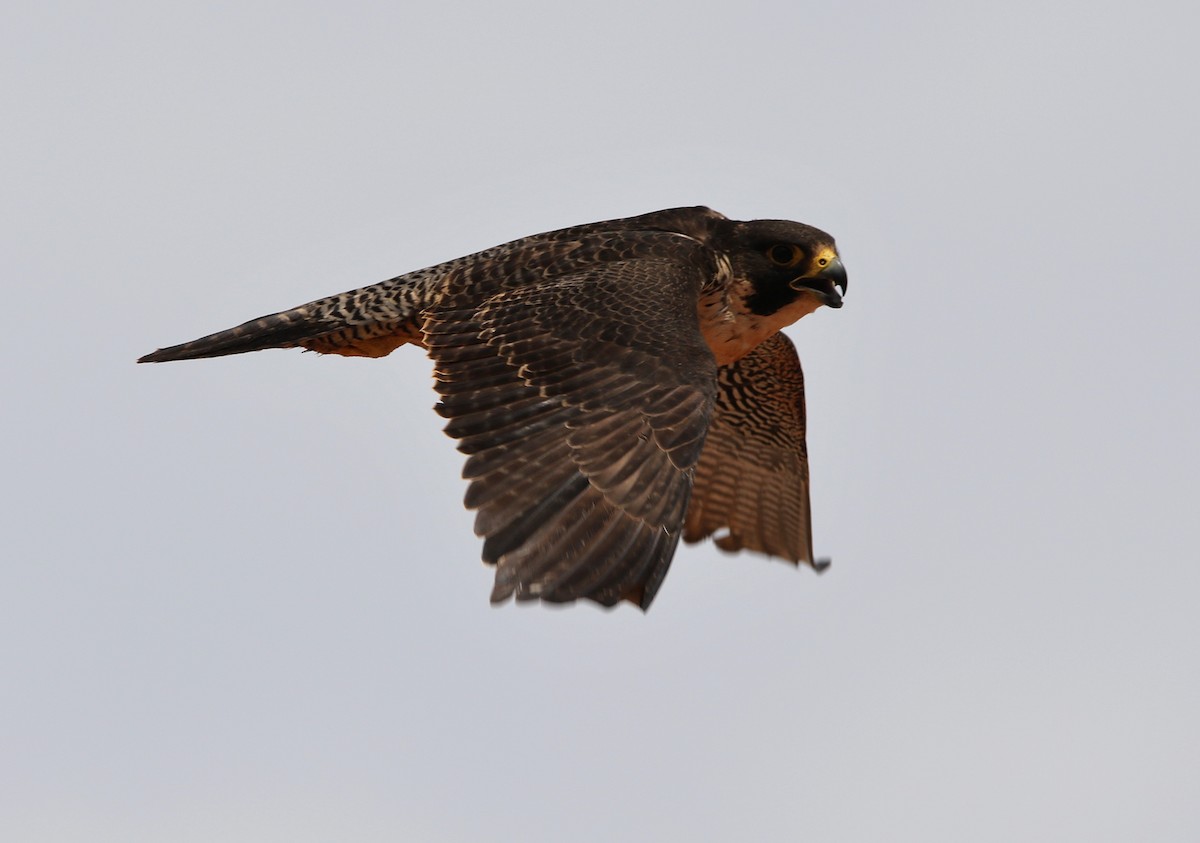 Peregrine Falcon (Malagasy) - ML610618044