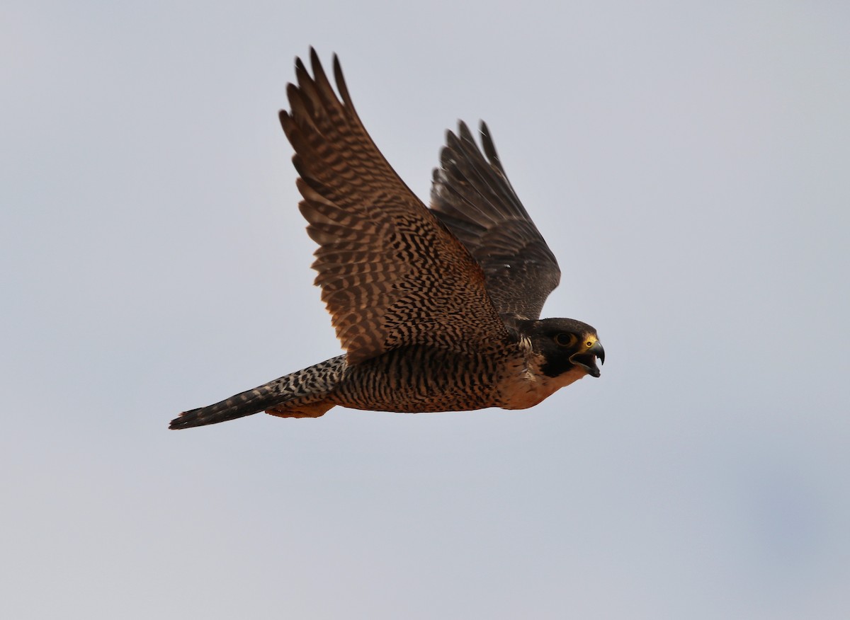 Peregrine Falcon (Malagasy) - Paul Lenrumé