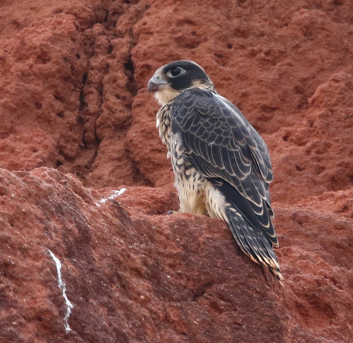 Peregrine Falcon (Malagasy) - ML610618048