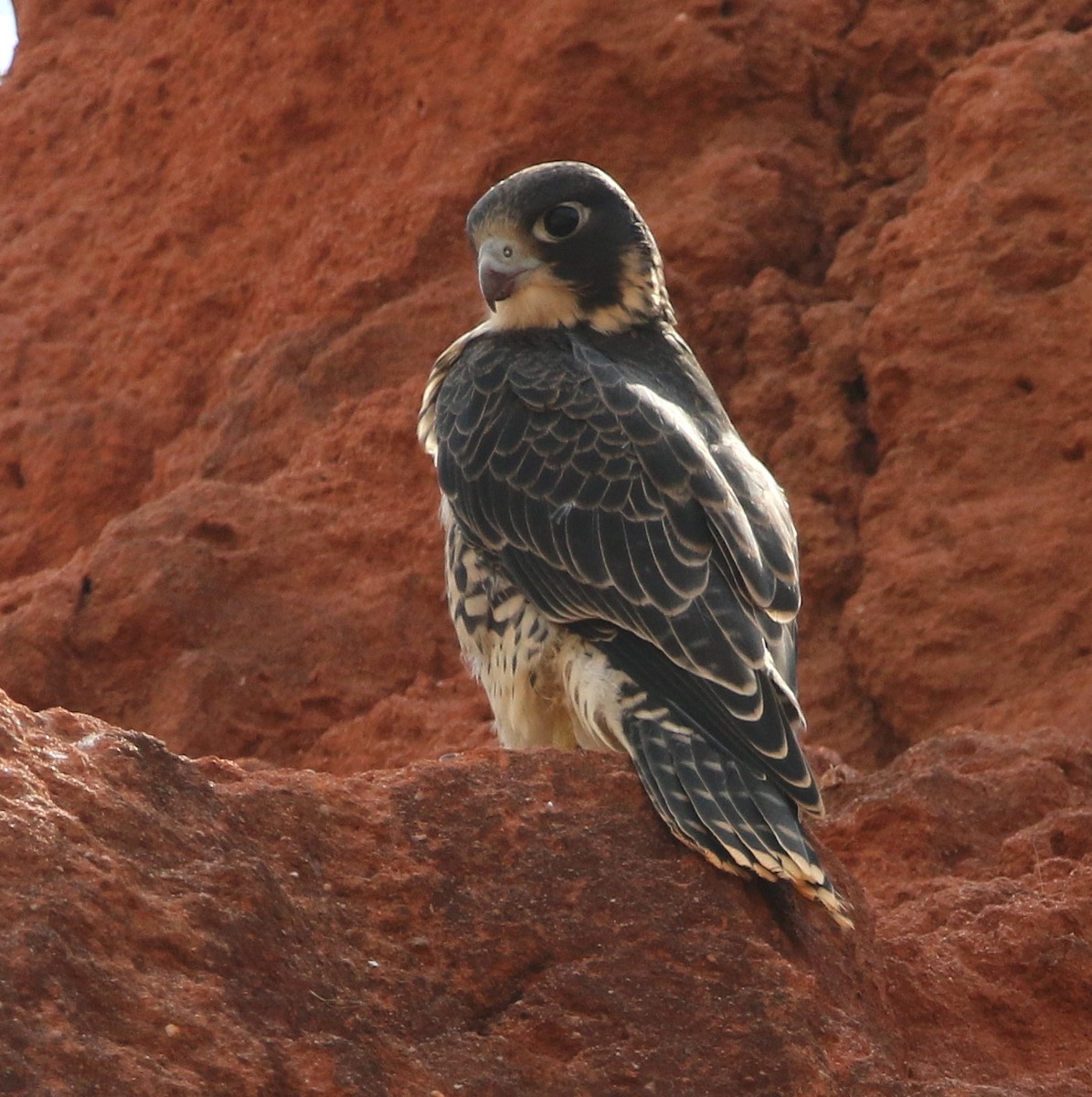 Peregrine Falcon (Malagasy) - ML610618049