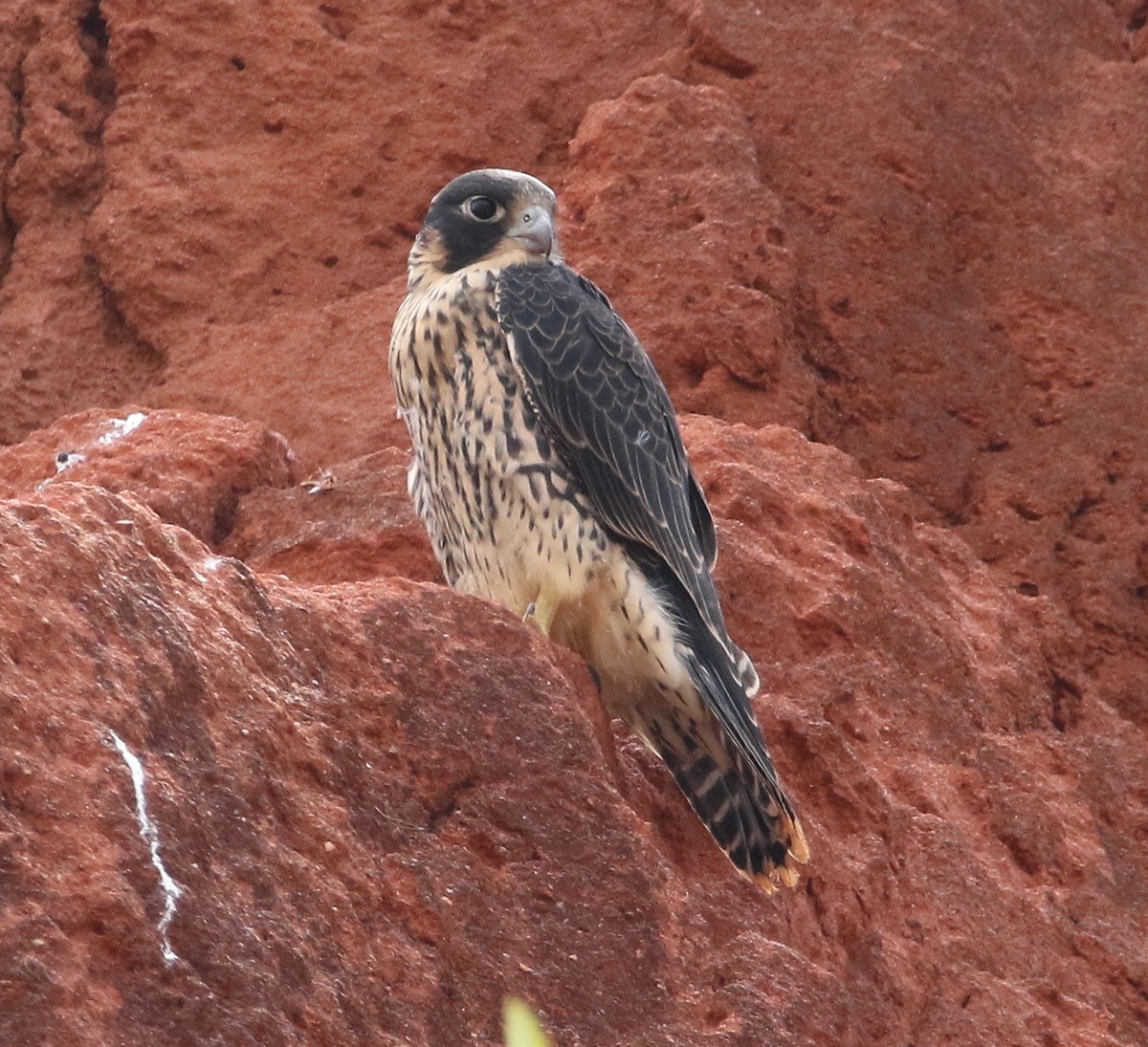 Peregrine Falcon (Malagasy) - ML610618050