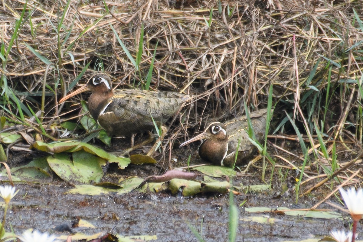 Greater Painted-Snipe - ML610618121