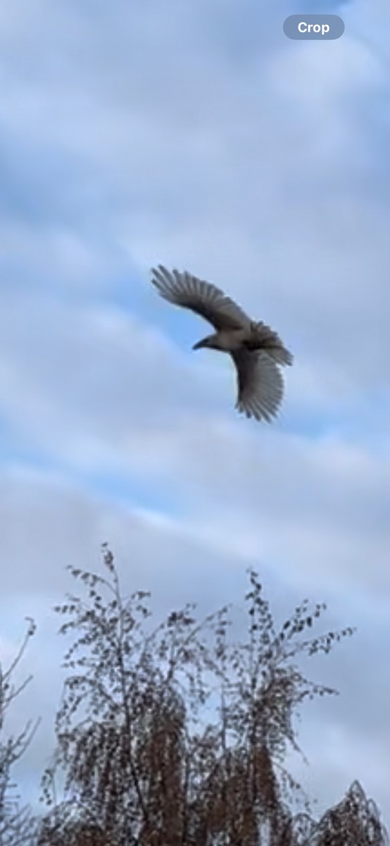 eBird Checklist 31 Oct 2023 125 W Riley Ave, Wasilla USAK (61.5709