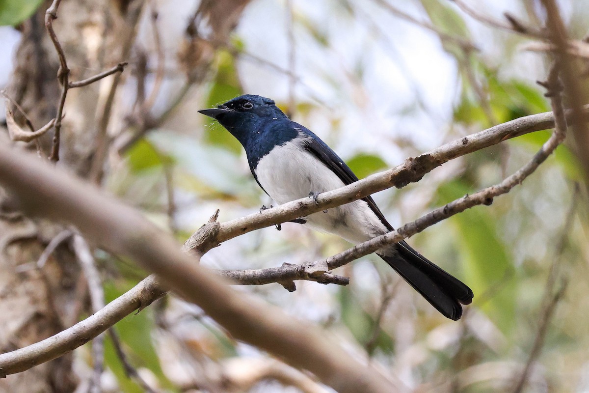 Ebird Australia Checklist Nov Dowse Lagoon Sandgate