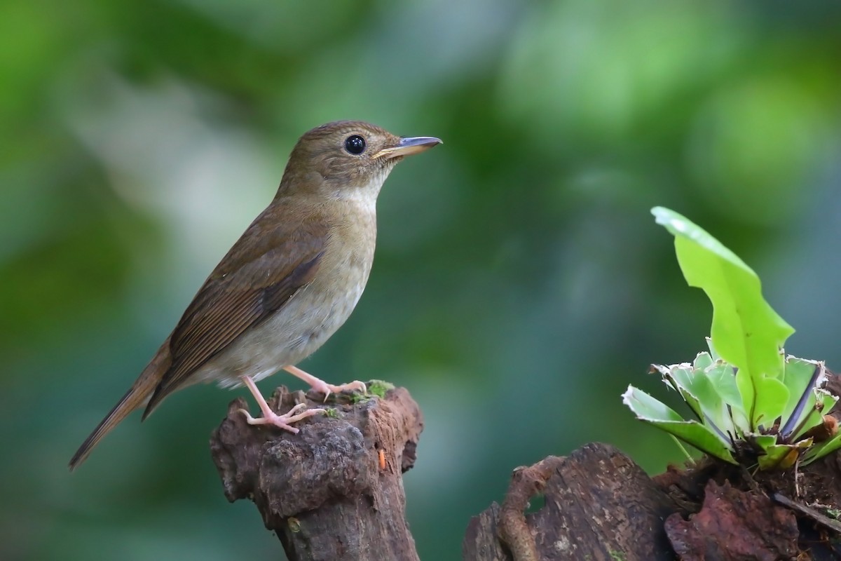 Brown-chested Jungle Flycatcher - sheau torng lim