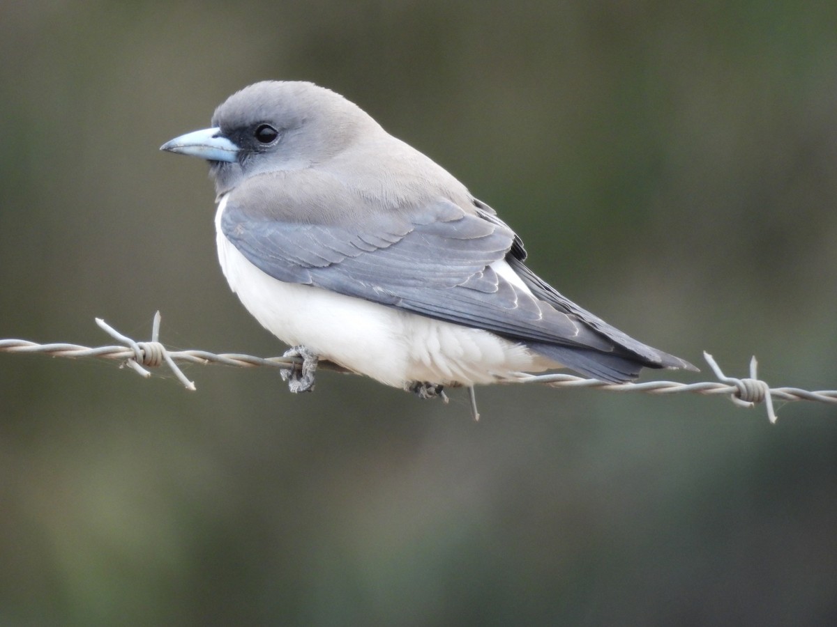 White-breasted Woodswallow - ML610618547