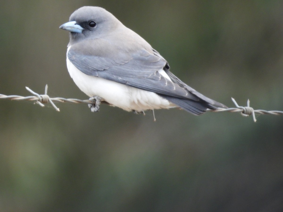 White-breasted Woodswallow - ML610618549