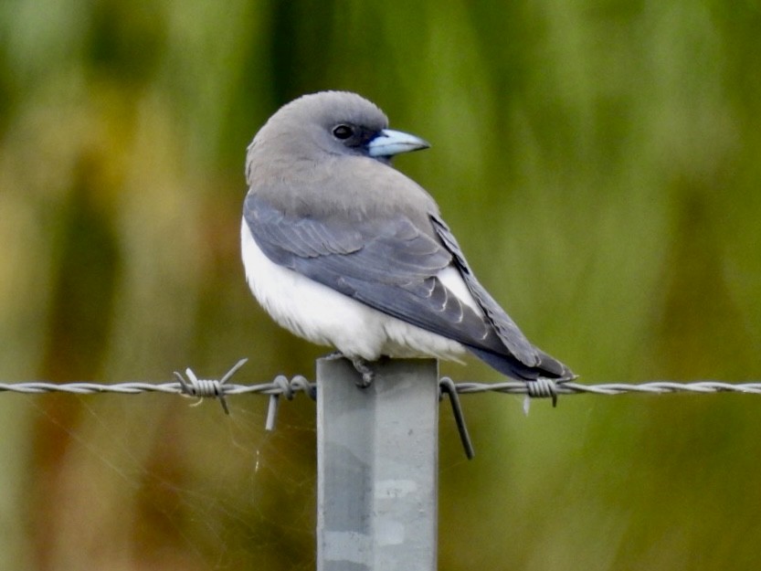 White-breasted Woodswallow - ML610618550