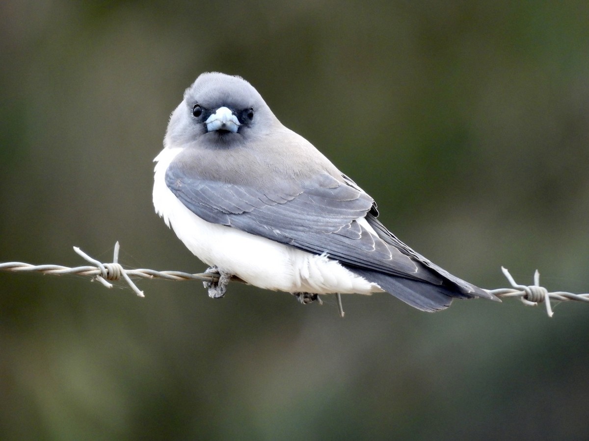 White-breasted Woodswallow - ML610618551