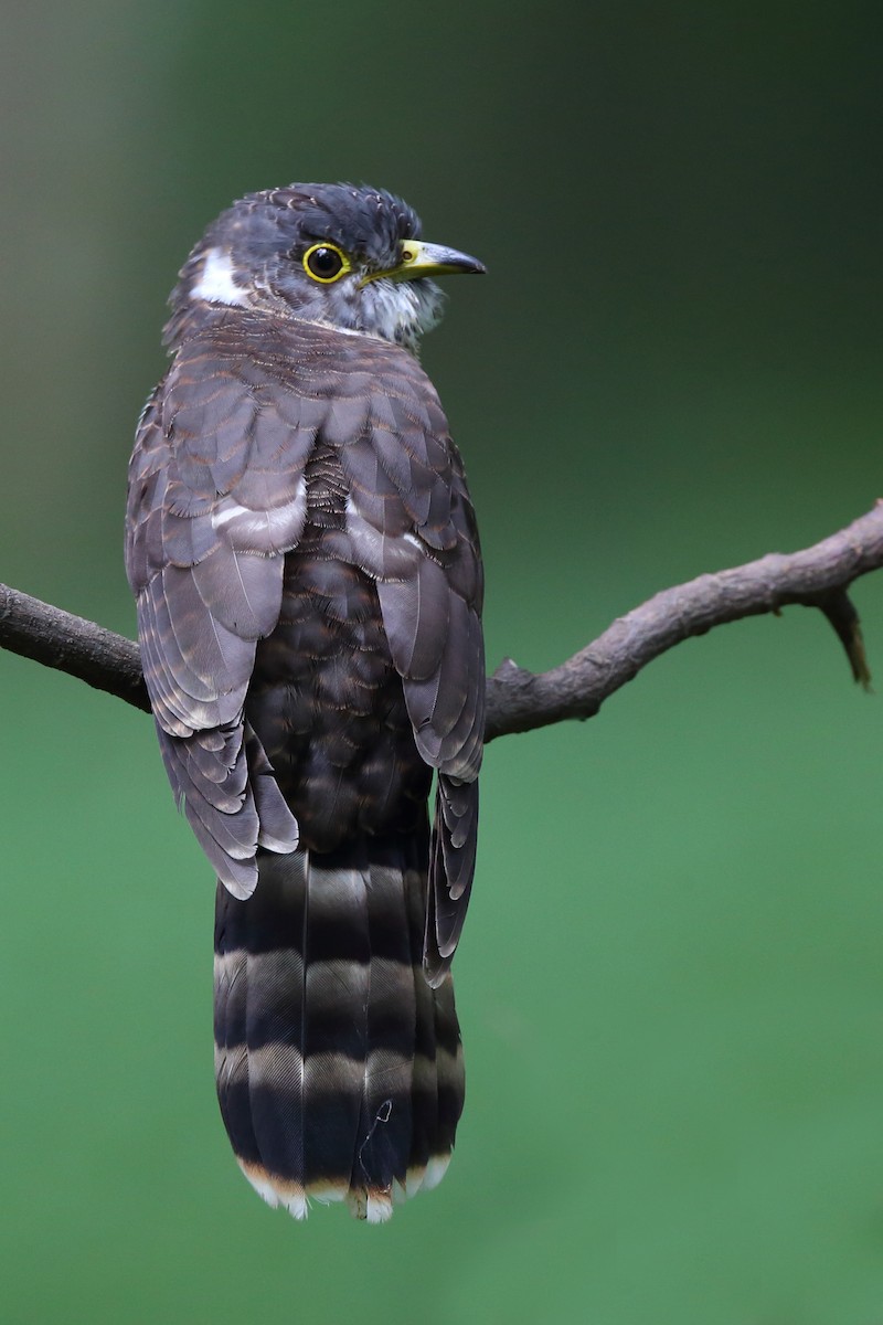 Malaysian Hawk-Cuckoo - sheau torng lim