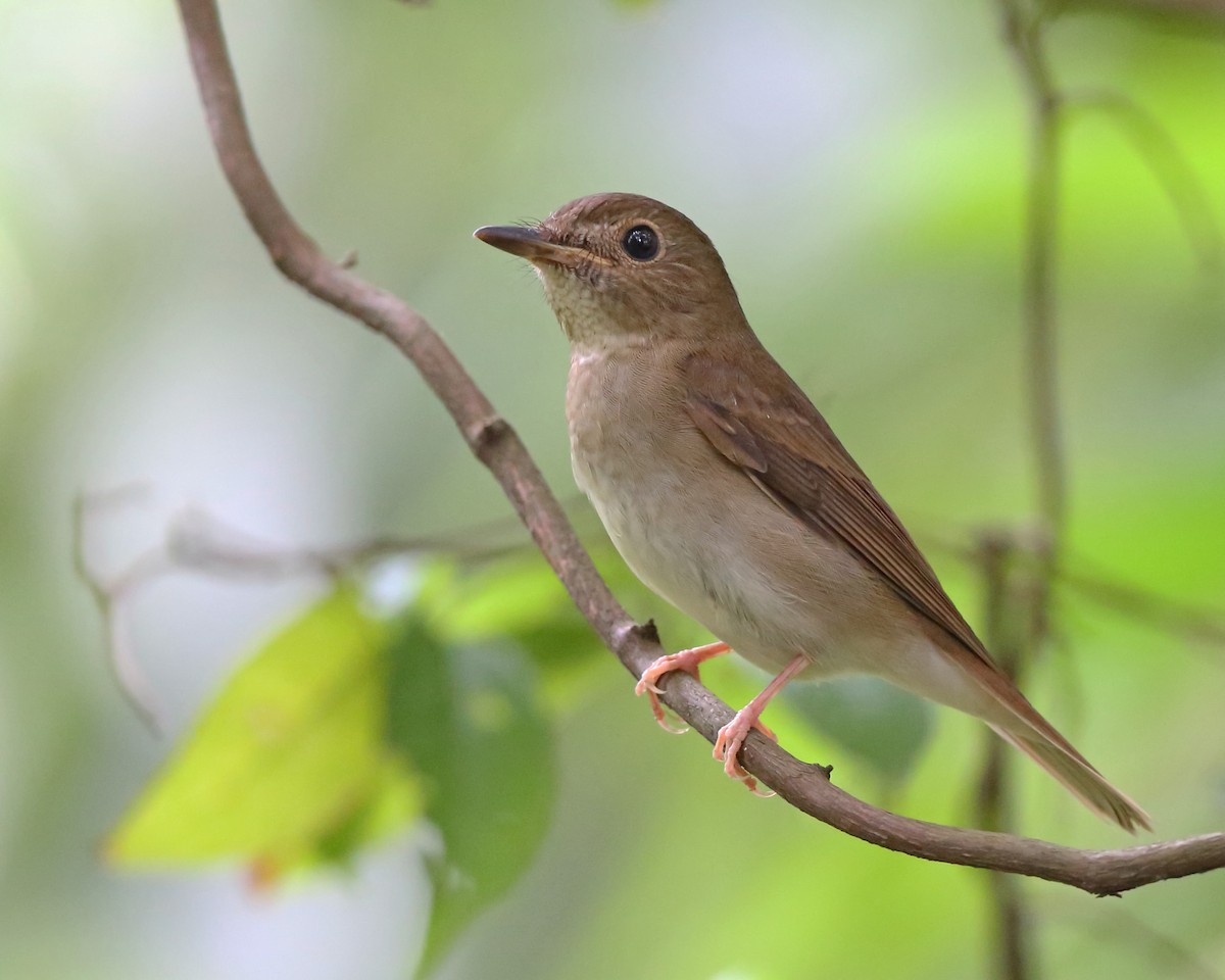 Brown-chested Jungle Flycatcher - ML610618660