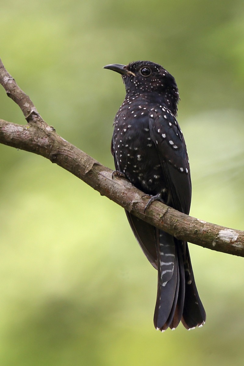 Square-tailed Drongo-Cuckoo - ML610618694