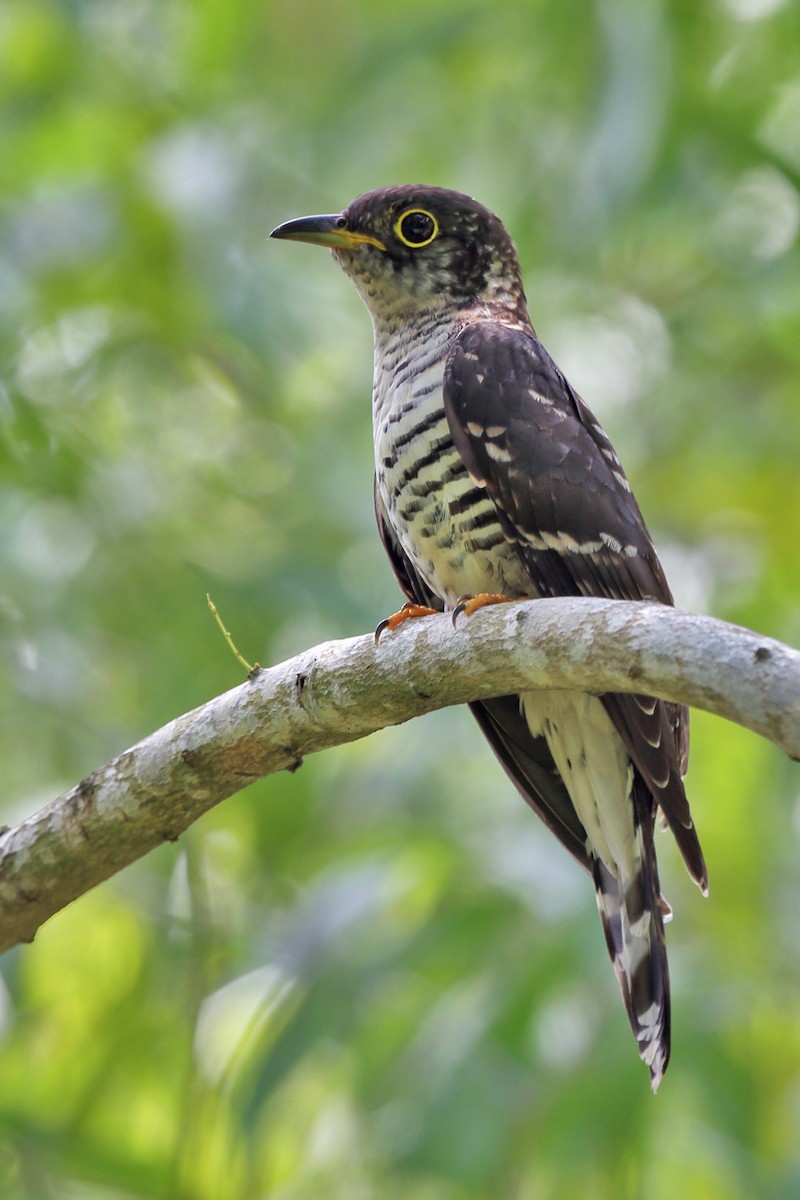 Indian Cuckoo - sheau torng lim