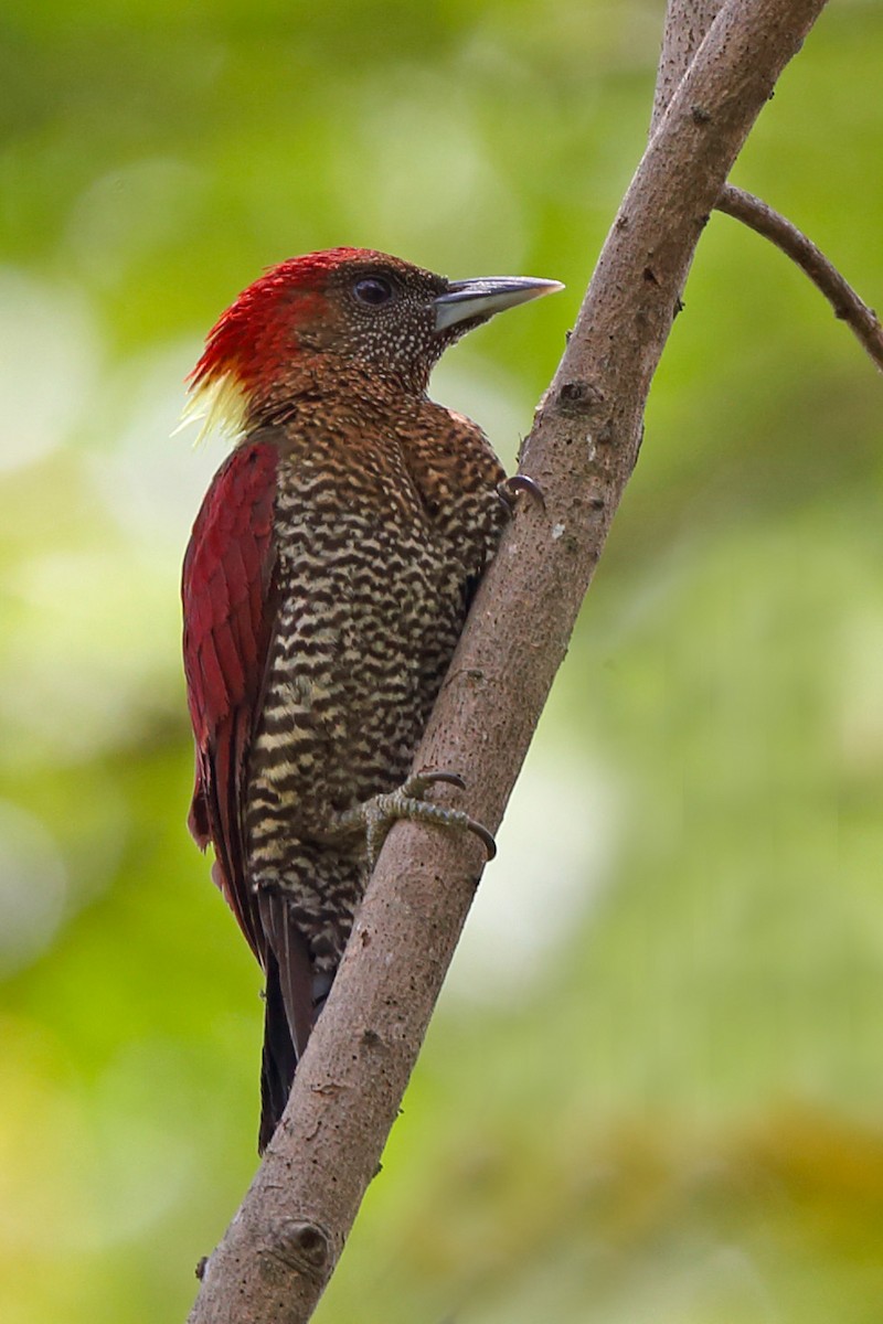 Banded Woodpecker - ML610618698