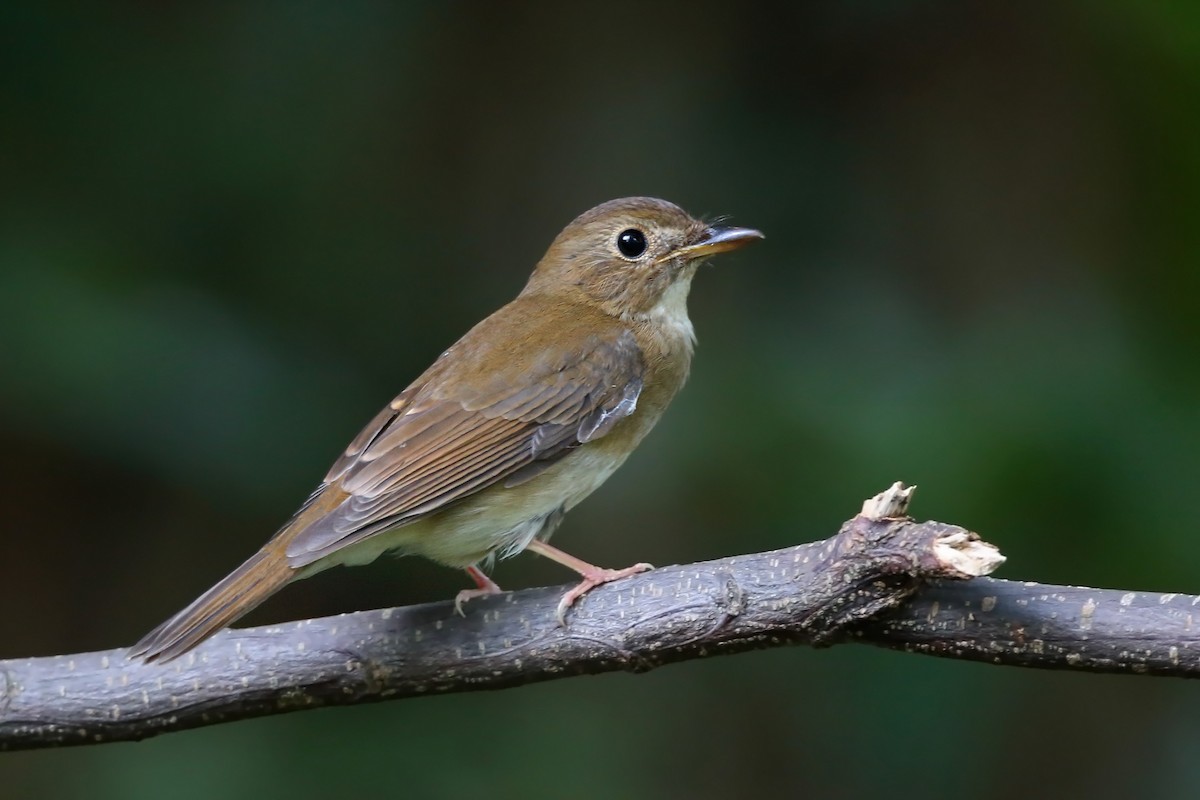 Brown-chested Jungle Flycatcher - ML610618708