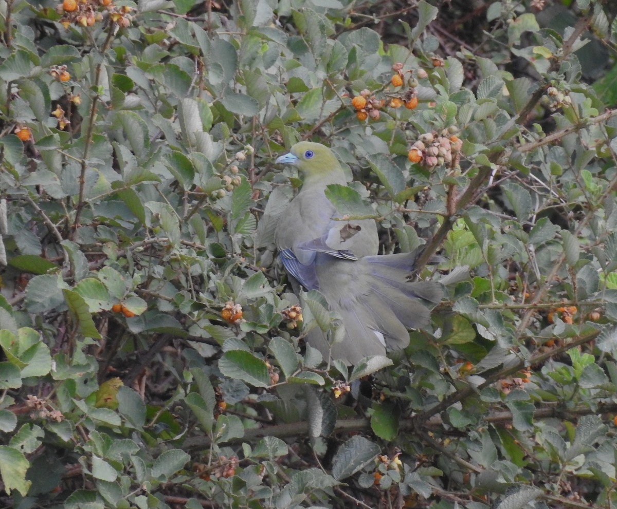 Клинохвостый зелёный голубь - ML610618799