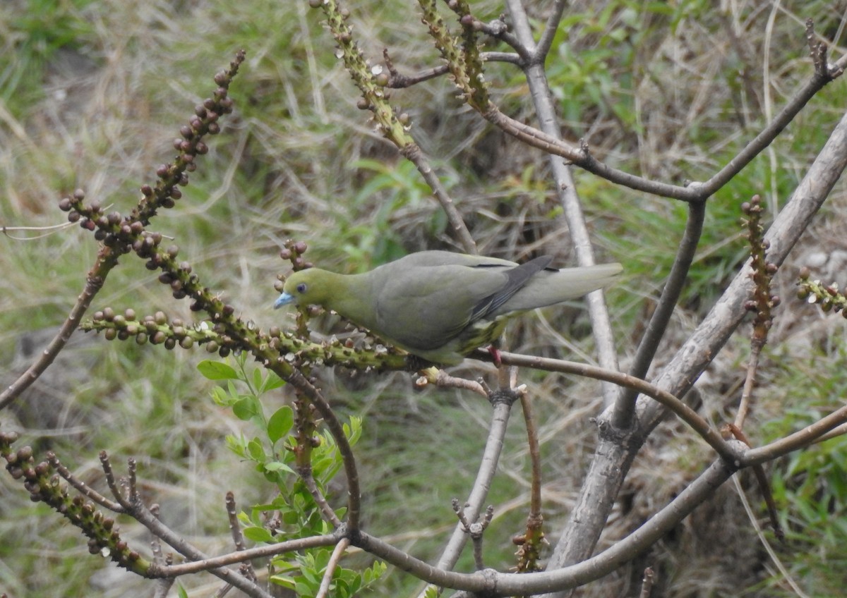 Wedge-tailed Green-Pigeon - ML610618800