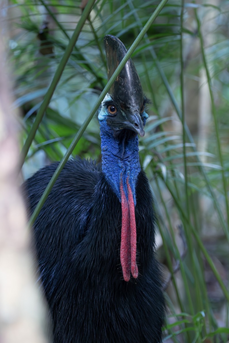 Southern Cassowary - ML610619209