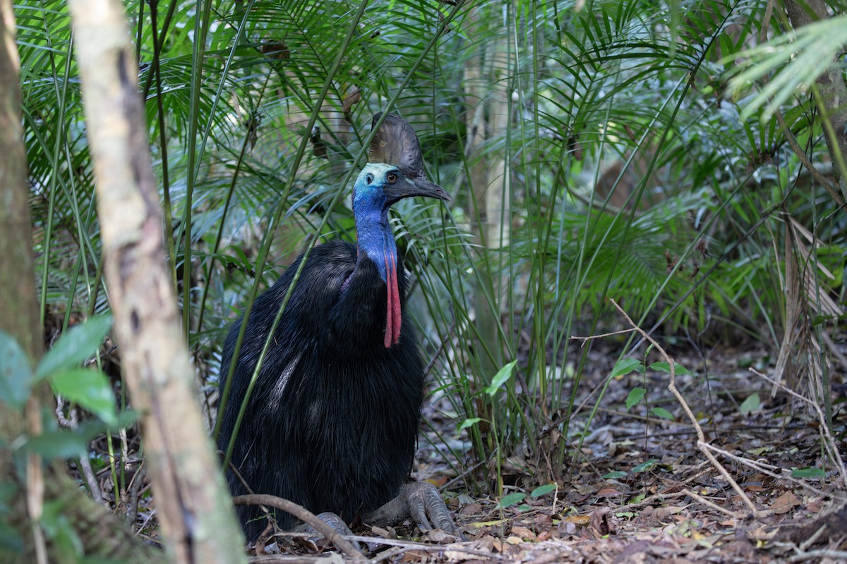 Southern Cassowary - ML610619211
