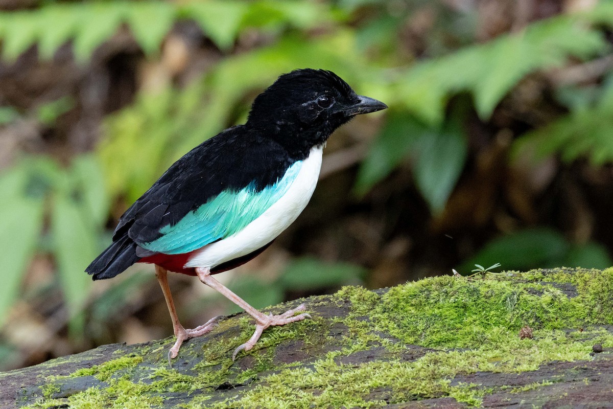 Ivory-breasted Pitta (Ivory-breasted) - ML610619577