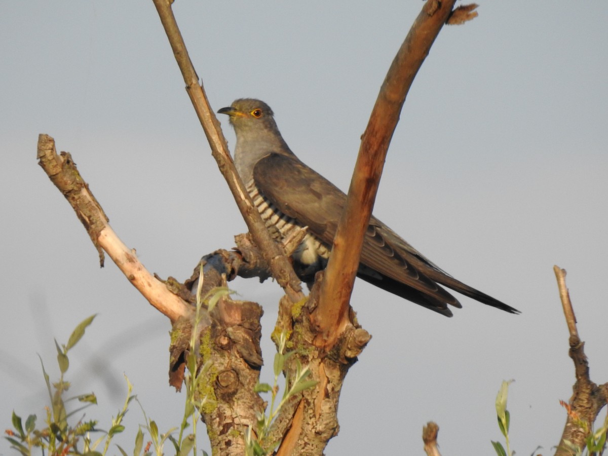 Common Cuckoo - Zeynep Sever